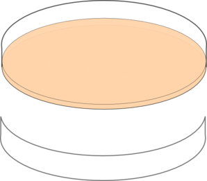 Agar Plate.