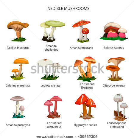 Agaricomycetes clipart 20 free Cliparts | Download images on Clipground ...