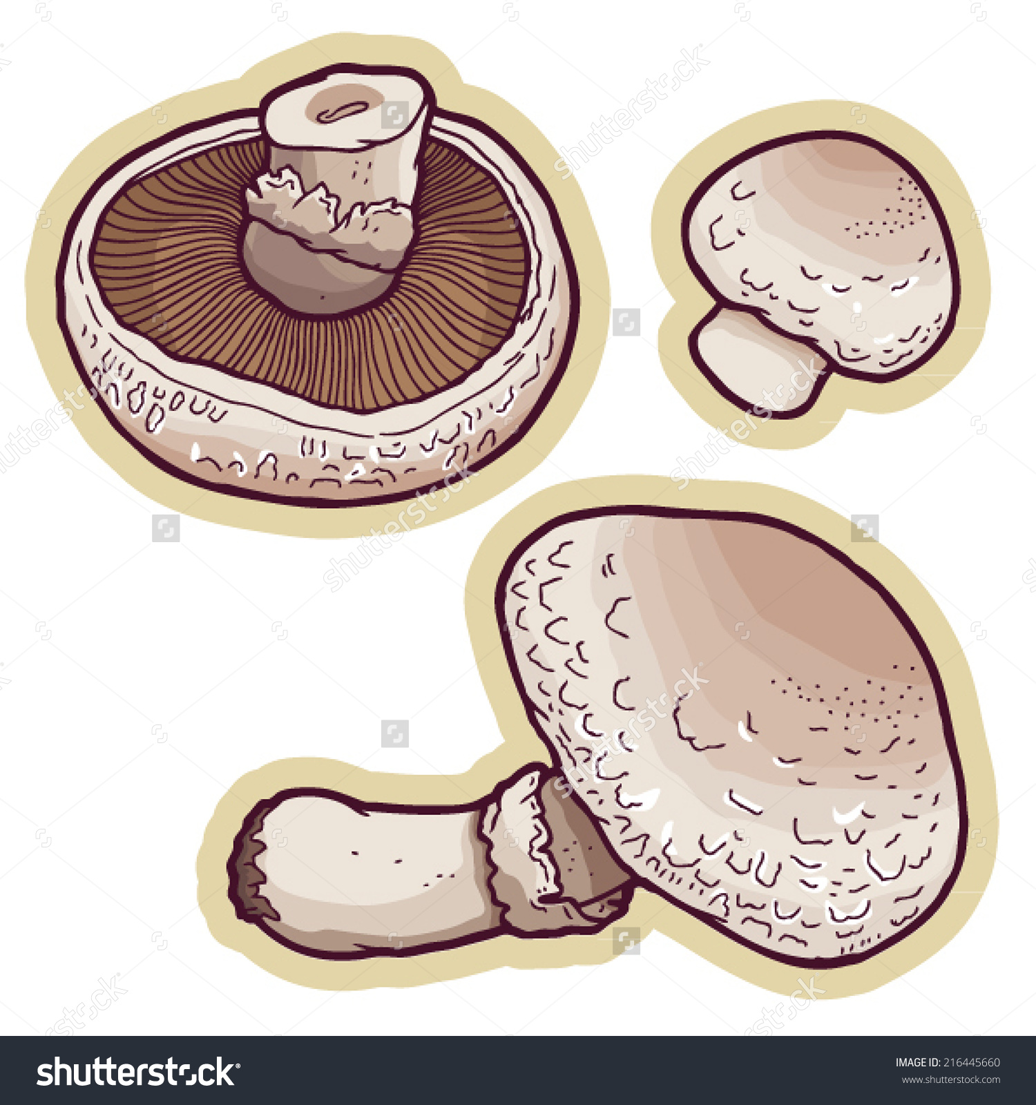 Hand Drawn Edible Portobello Mushrooms Agaricus Stock Vector.