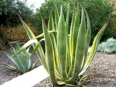 Agave 'Silver Surfer'.