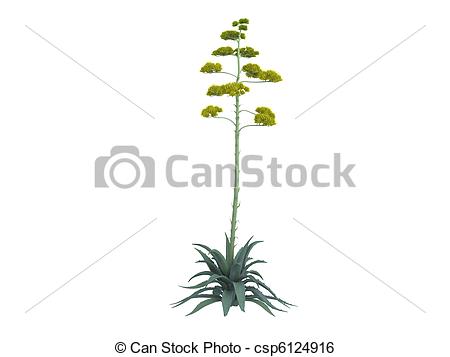 Agave Illustrations and Clip Art. 478 Agave royalty free.