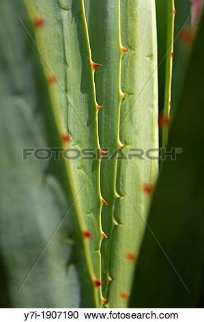 Stock Photography of Agave americana, century plant, maguey.