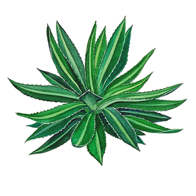 Agave Plant Clip Art.
