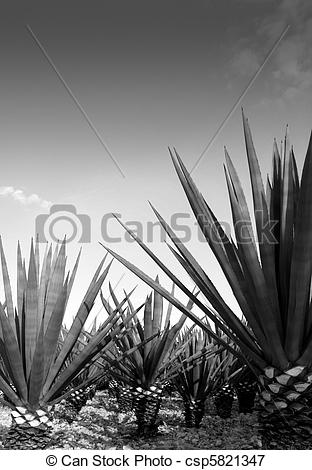 Picture of Agave tequilana plant for Mexican tequila liquor.