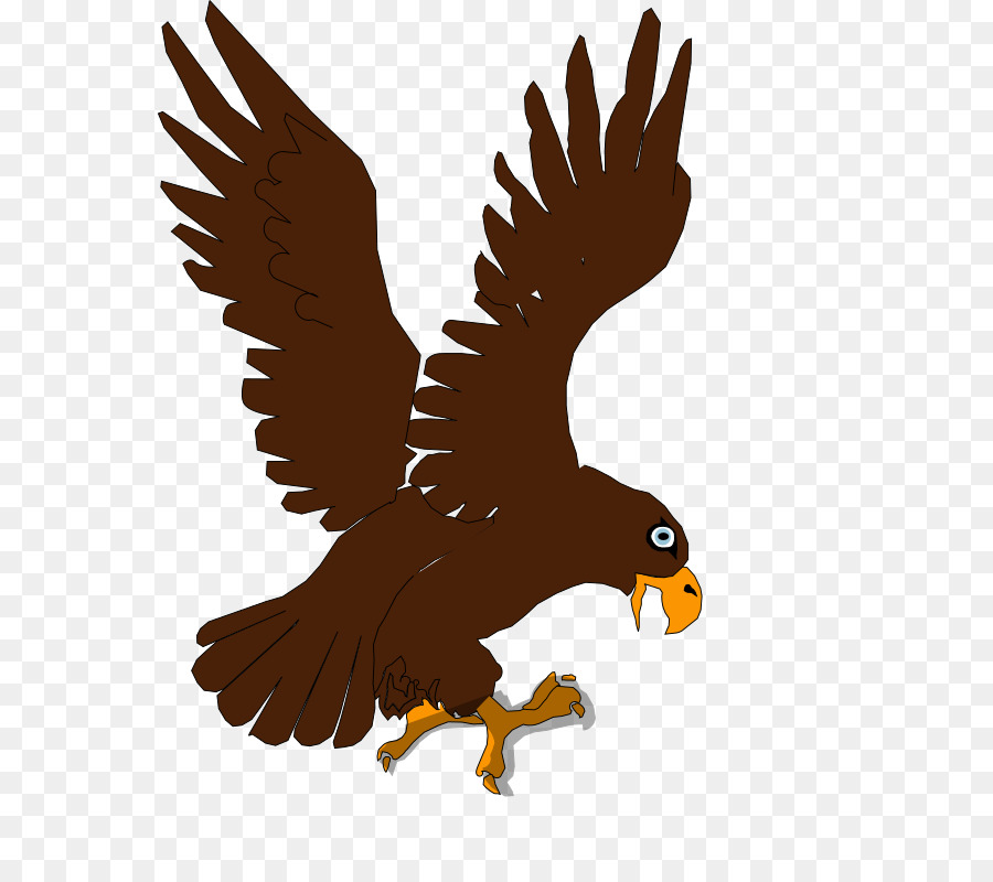 Eagle Drawing clipart.