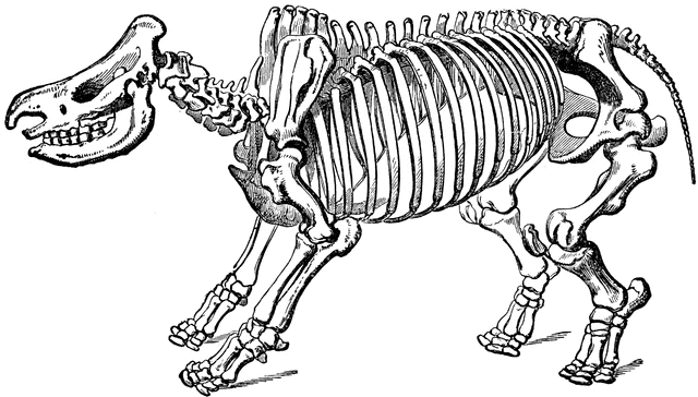 Rhinoceros Skeleton.