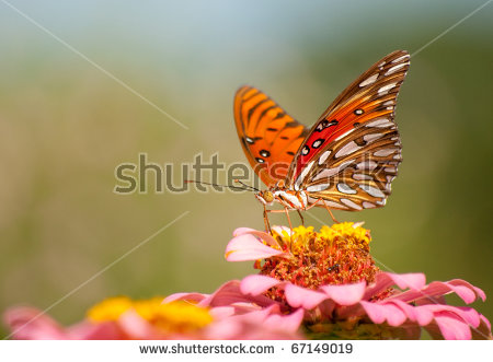 Fritillary Butterfly Stock Photos, Royalty.