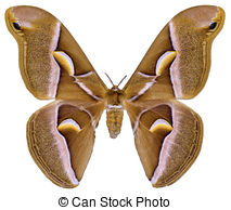Silkmoth Illustrations and Clipart. 23 Silkmoth royalty free.
