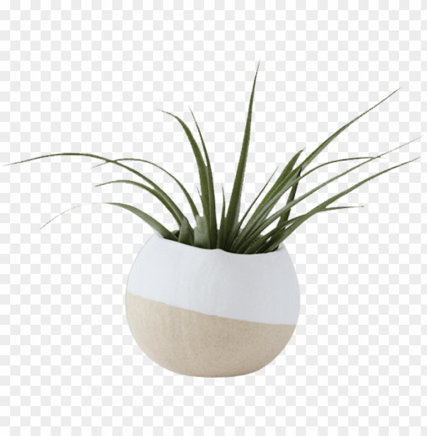 white air plant pot.