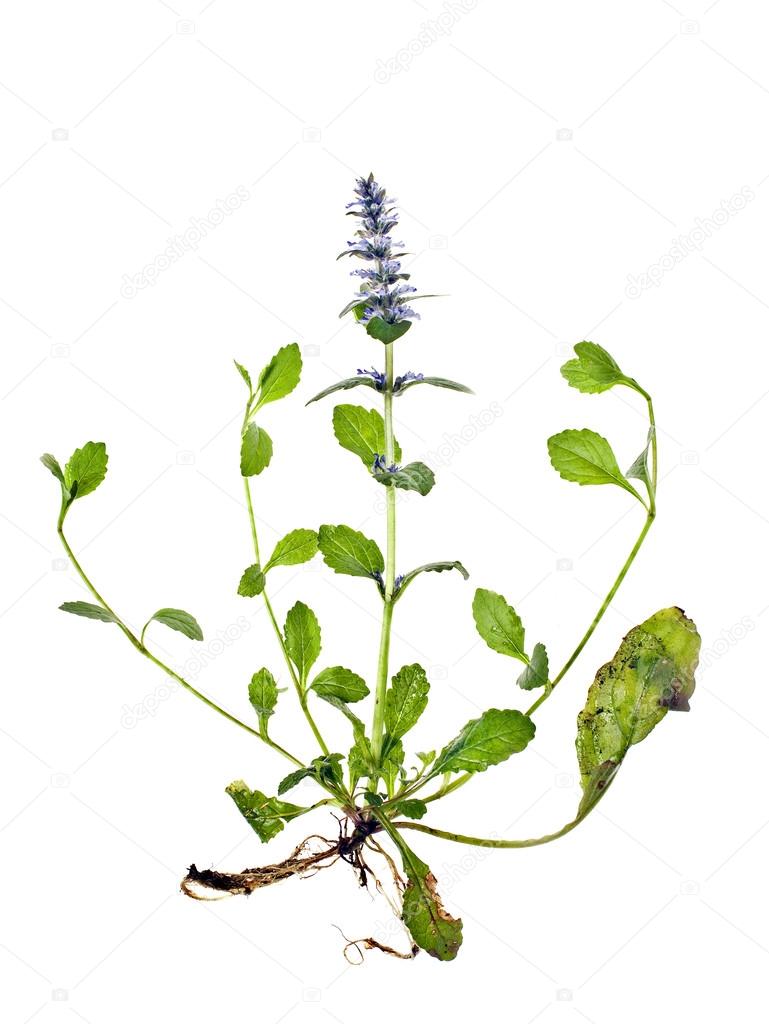 Ajuga reptans L., carpenters herb, bugle — Stock Photo © postolit.