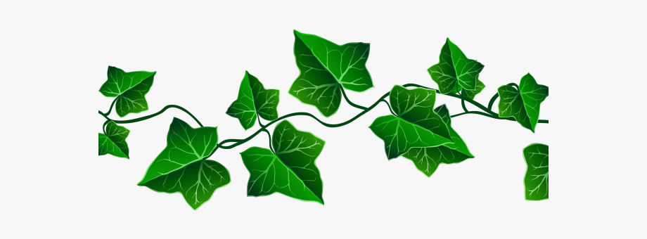 aka ivy clipart 10 free Cliparts | Download images on Clipground 2024