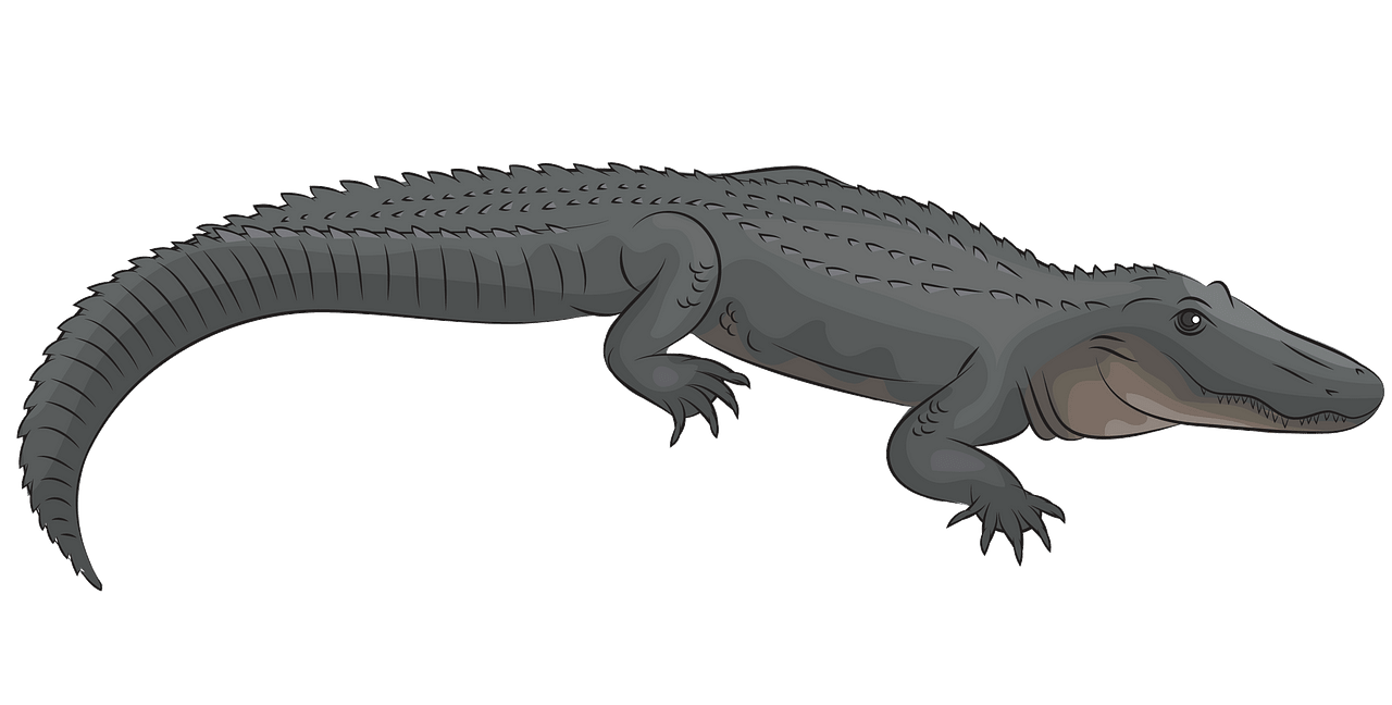 American alligator clipart. Free download..