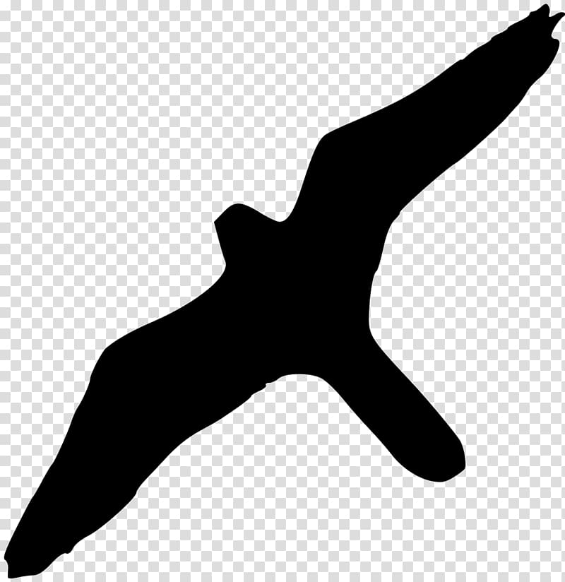 Bird of prey Peale\\\'s falcon Wikipedia, albatross.