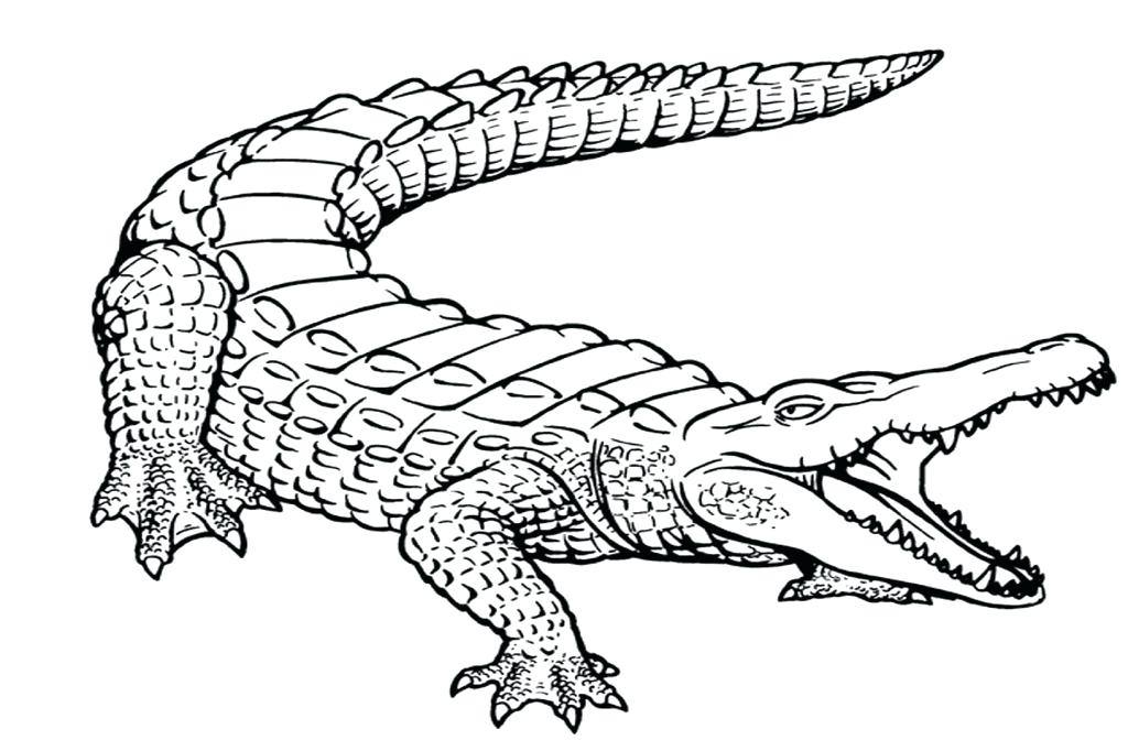 The best free Alligator drawing images. Download from 685.