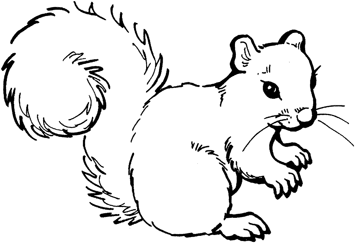 Free Gray Squirrel Cliparts, Download Free Clip Art, Free.