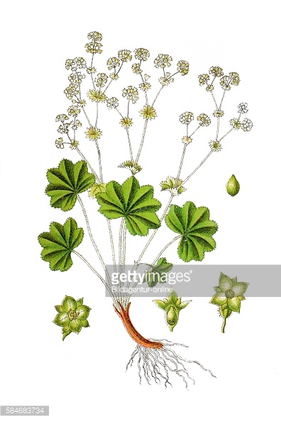 Alchemilla Acutangula Buser Stock Photos and Pictures.