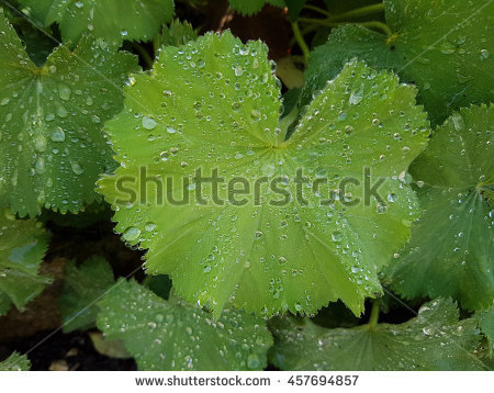 Alchemilla Banco de imágenes. Fotos y vectores libres de derechos.