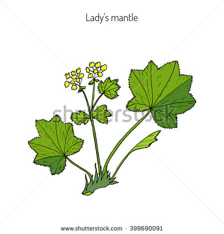 Alchemilla Stock Images, Royalty.