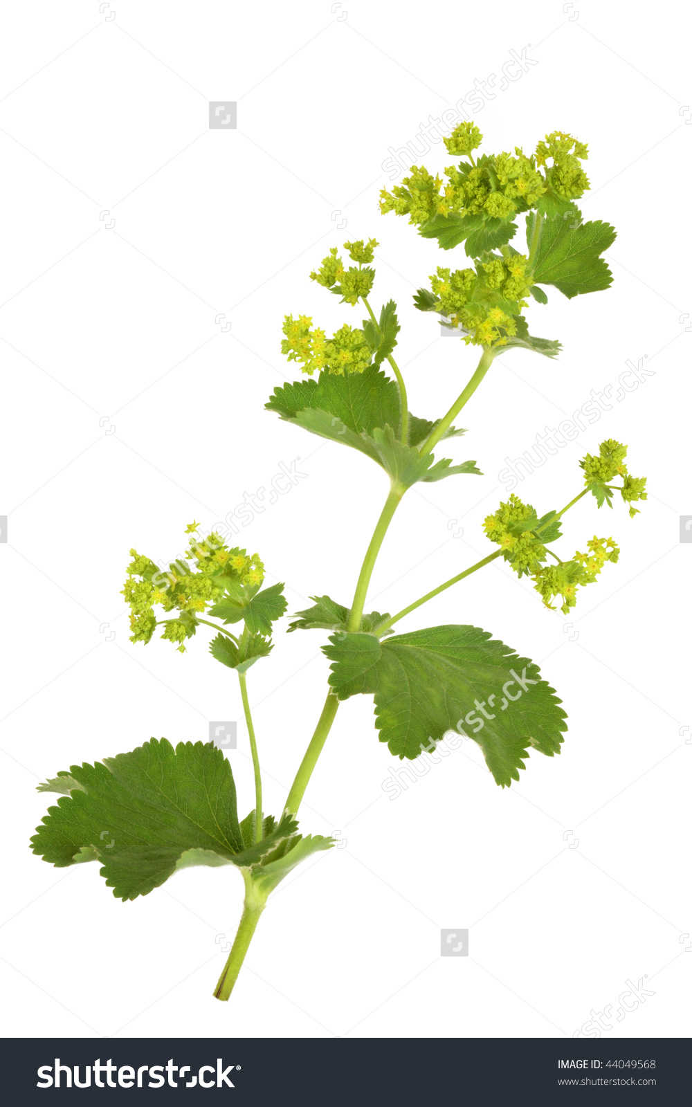 Ladys Mantle Herb Flowers Isolated Over Stock Photo 44049568.