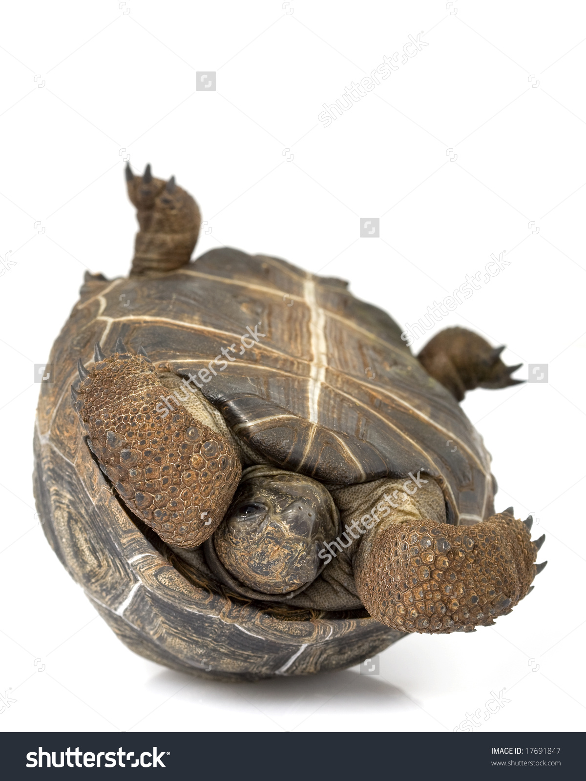Aldabra Giant Tortoise Geochelone Gigantea On Stock Photo 17691847.