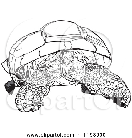 Aldabra giant tortoise clipart.