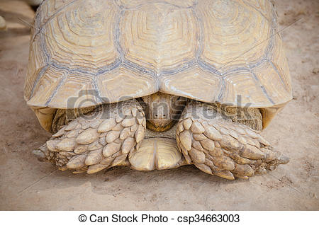 Stock Photography of Aldabra giant tortoise (Aldabrachelys.