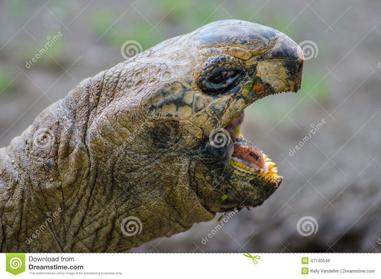 Aldabra Tortoise With Open Mouth Stock Photo.
