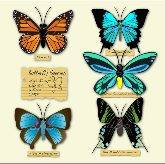 Butterfly digital clip art, INSTANT digital DOWNLOAD, Commercial.