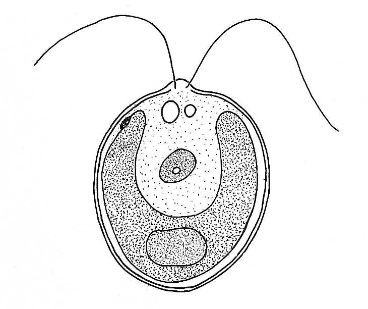 Biological drawings. Structure of Chlamydomonas. Learning.