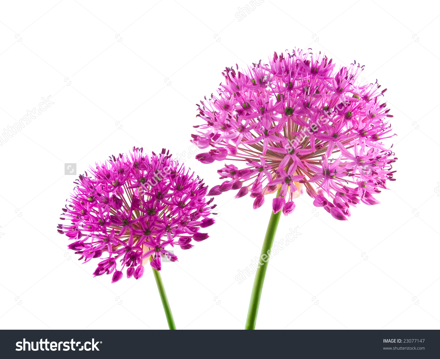 Allium Flower Clip Art.