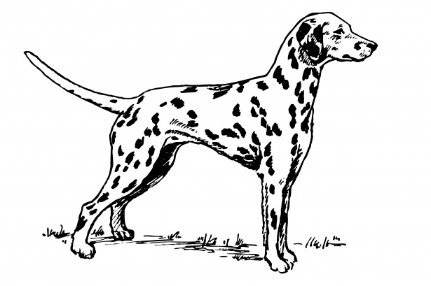 Free Dalmatian Clipart Black And White, Download Free Clip.