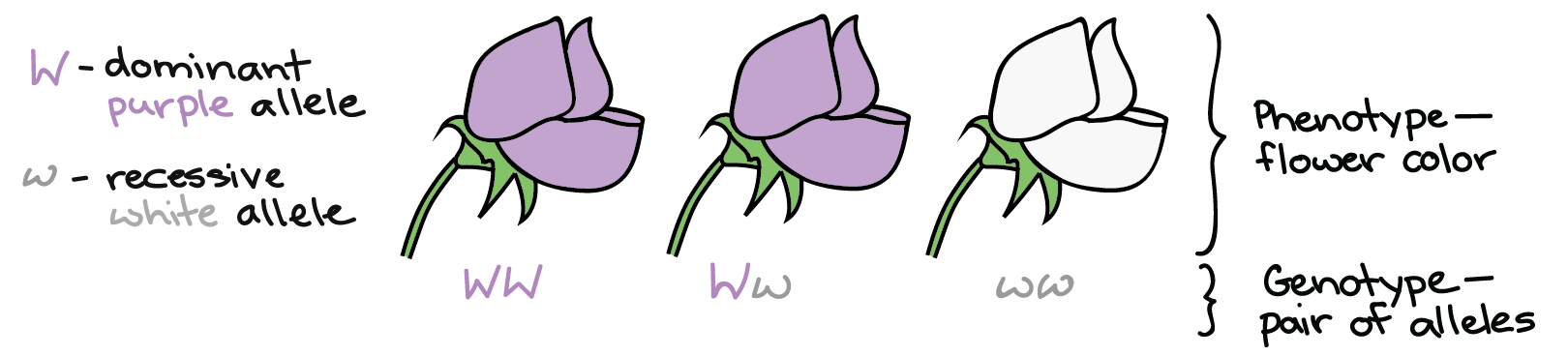 What Is Allele Frequency In Biology Simple Definition