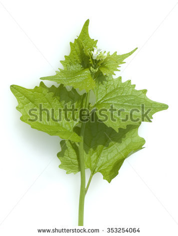 Mustard Plant Stock Images, Royalty.