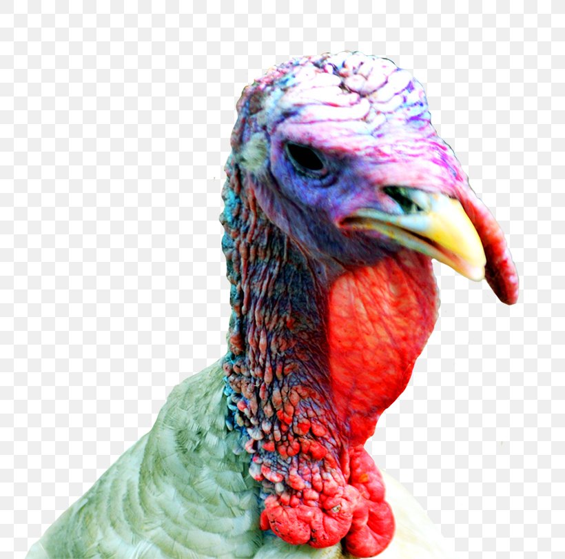 Turkey Meat Thanksgiving Clip Art, PNG, 768x811px, Turkey.