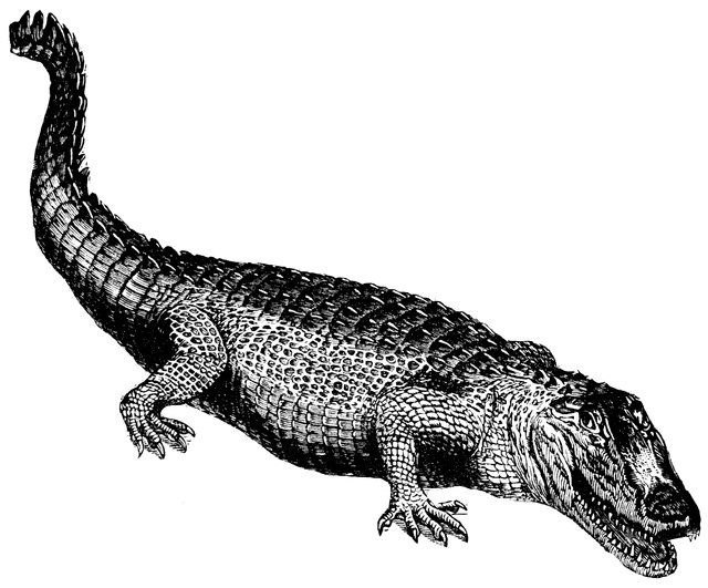 Crocodile.