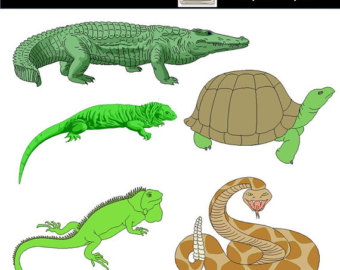 Reptile clipart.