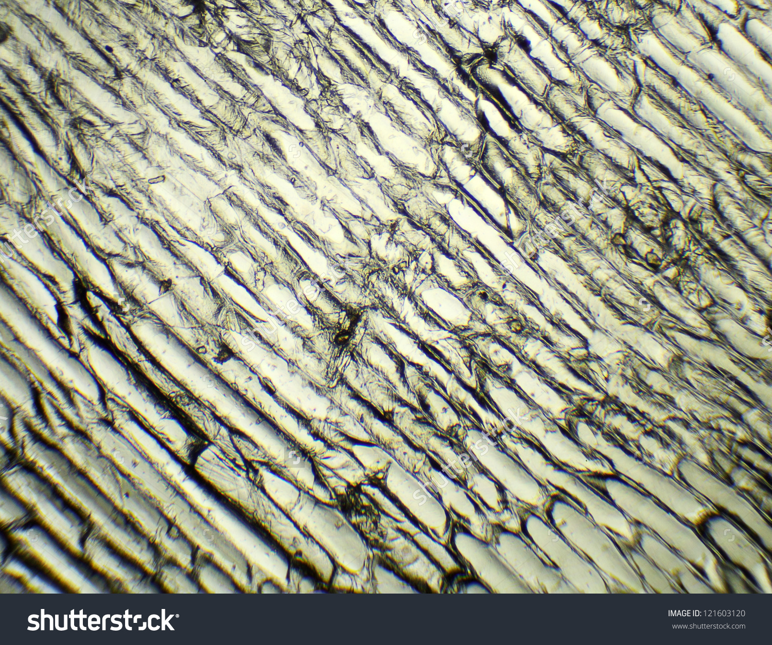 Onion Under Microscope Background Allium Cepa Stock Photo.