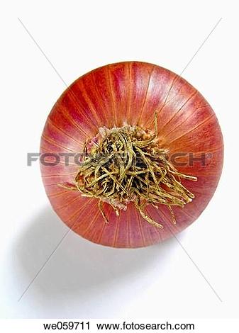 Stock Photography of Onion _ Common vegetable. An onion is the.
