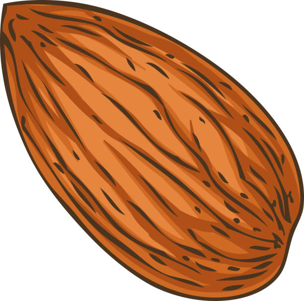 almond clip art 20 free Cliparts | Download images on Clipground 2021