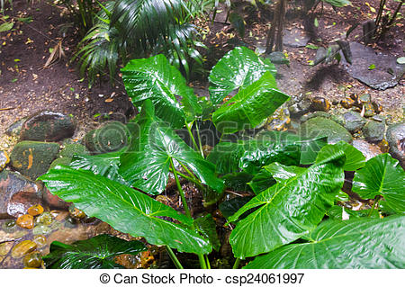 Stock Photographs of Giant Taro leaves (Alocasia) csp24061997.