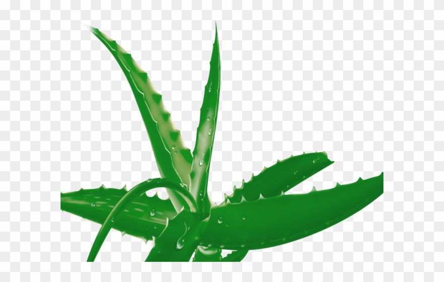 Aloe Clipart Terrestrial Plant.