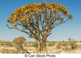 Stock Photography of Quiver Tree (Aloe dichotoma) in Namibia.