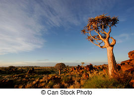 Pictures of Quiver tree landscape.