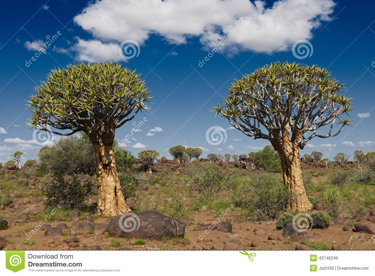 Quiver Tree Forest Stock Photo.