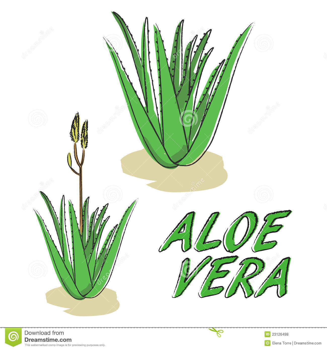 Aloe plant clipart.