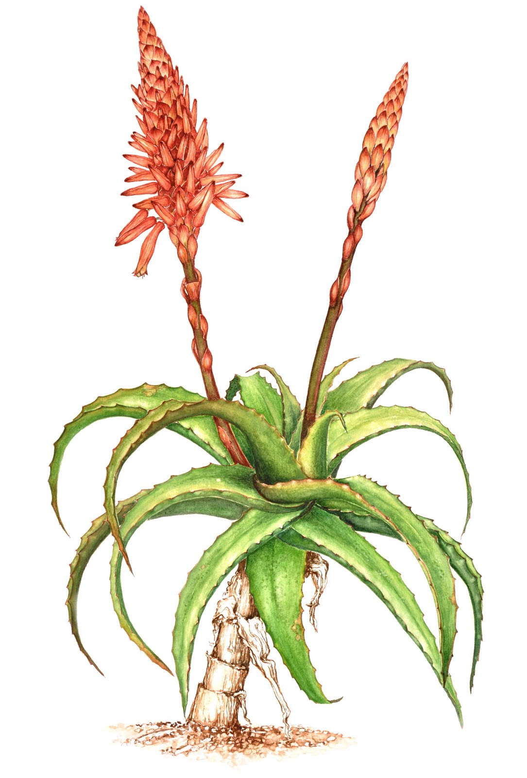 Рисование алоэ. Алоэ древовидное (Aloe arborescens). Алоэ древовидное побеги. Алоэ древовидное ботаника.
