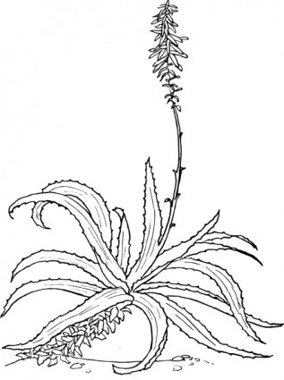 Aloe Vera Plant Clip Art, Vector Aloe Vera Plant.