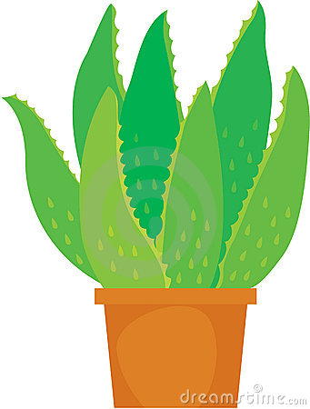 Gallery For > Aloe Vera Plant Clipart.