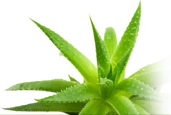 Download Aloe PNG Picture 026.