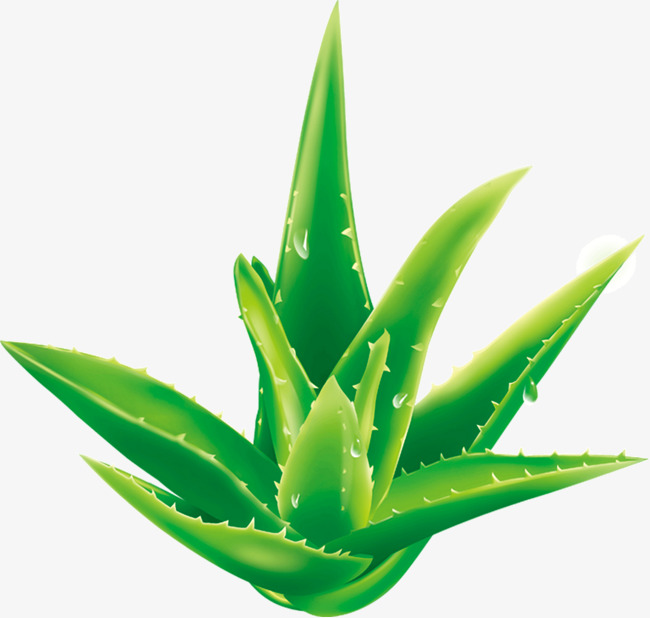 Aloe vera clipart 8 » Clipart Station.